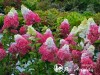 Hortenzija šluotelinė ,Fraise Melba Renba' (lot. Hydrangea paniculata)